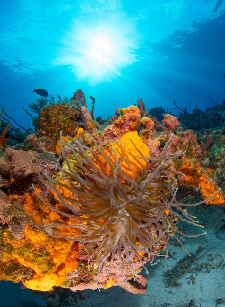 Cozumel Marine Life Park