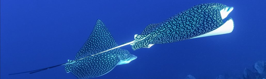 Scuba diving in Cozumel with an Eagle Ray