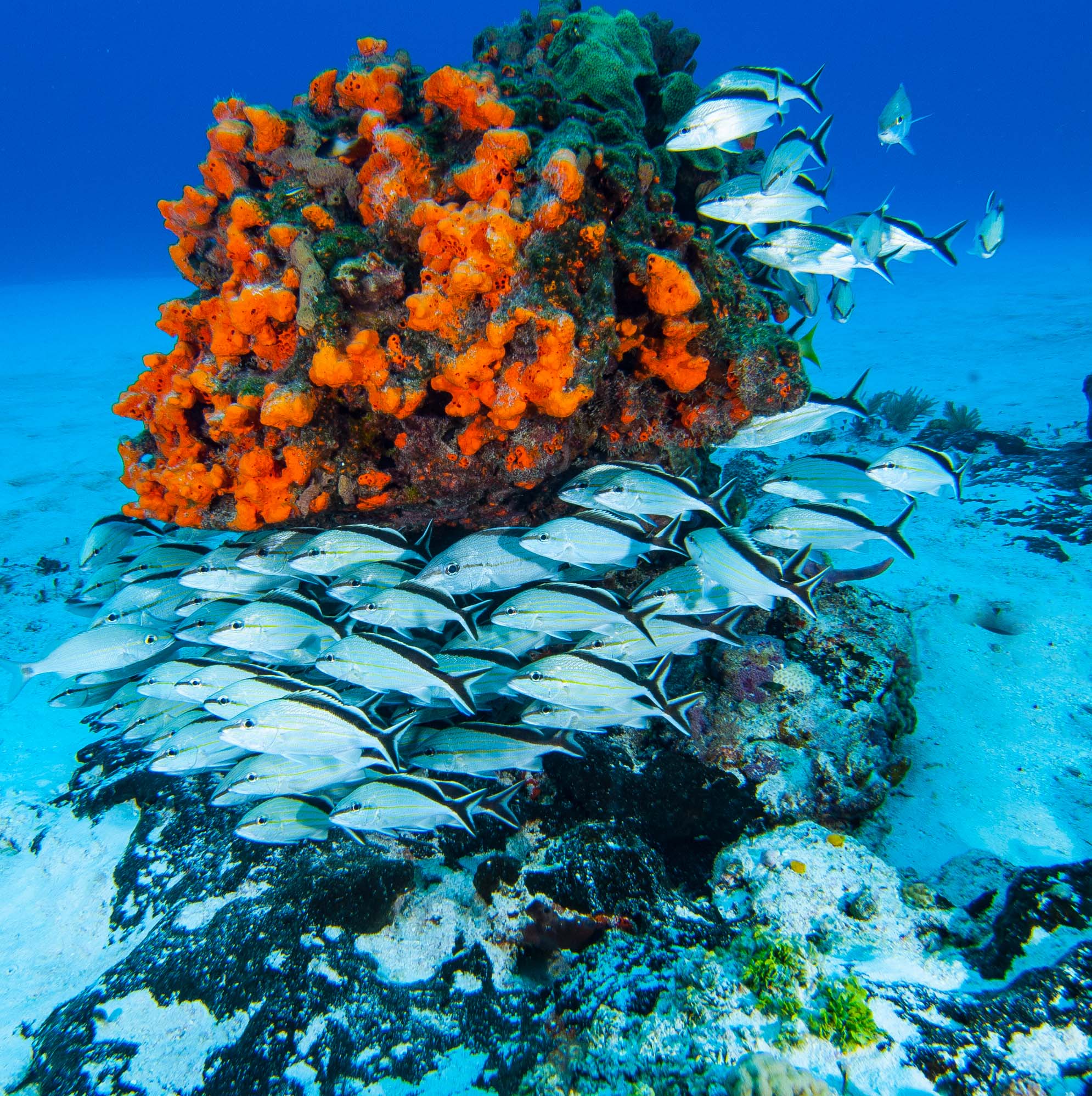 Scuba diving in Cozumel with the best view